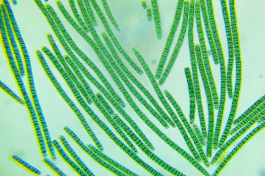 Цианобактерия Arthrospira platensis поможет в очистке зараженных радиоактивными элементами водоемов